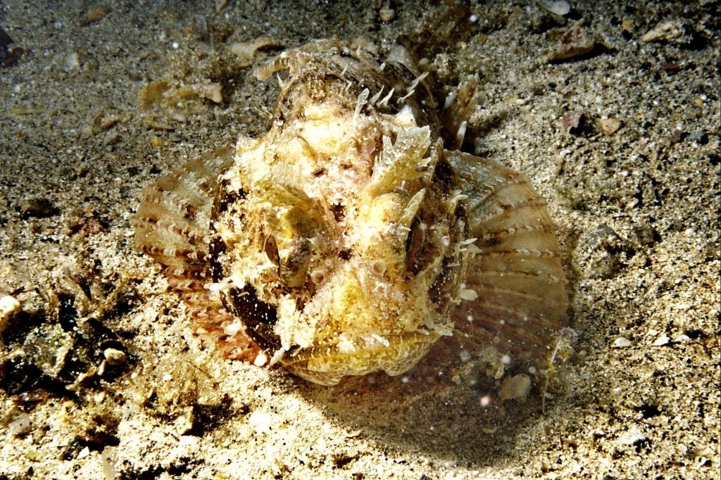 Scorfano nero (Scorpaena porcus)  by night